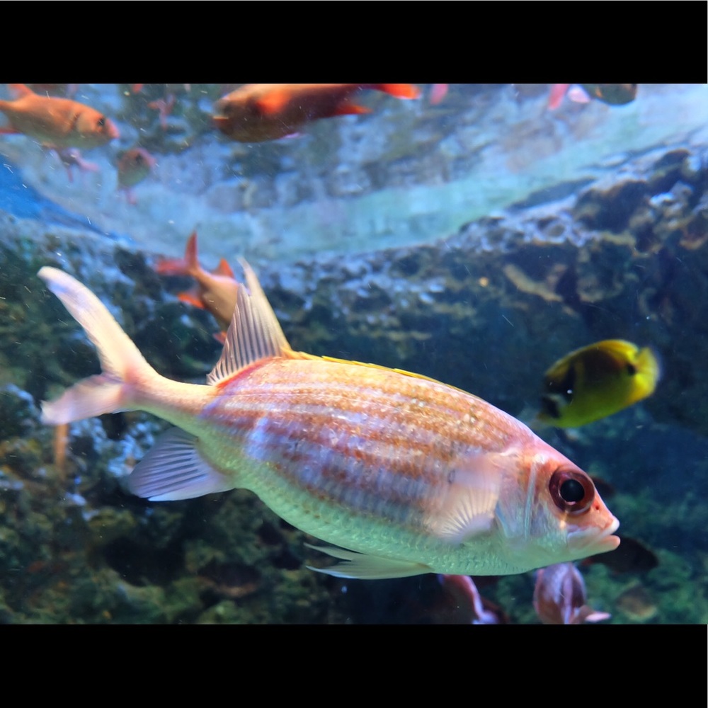 Meet your Posher, Loyal